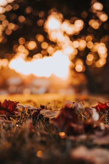 photo: close up of fall leaves on the ground with light shining through the trees illunimating them