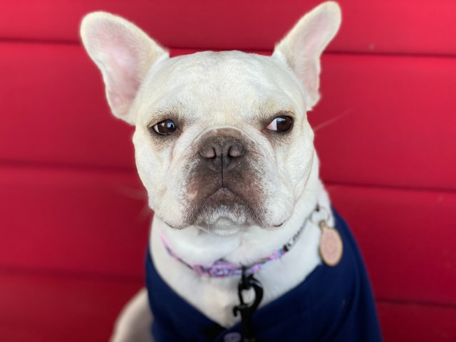 photo: dog in a sweater looking sideways at something