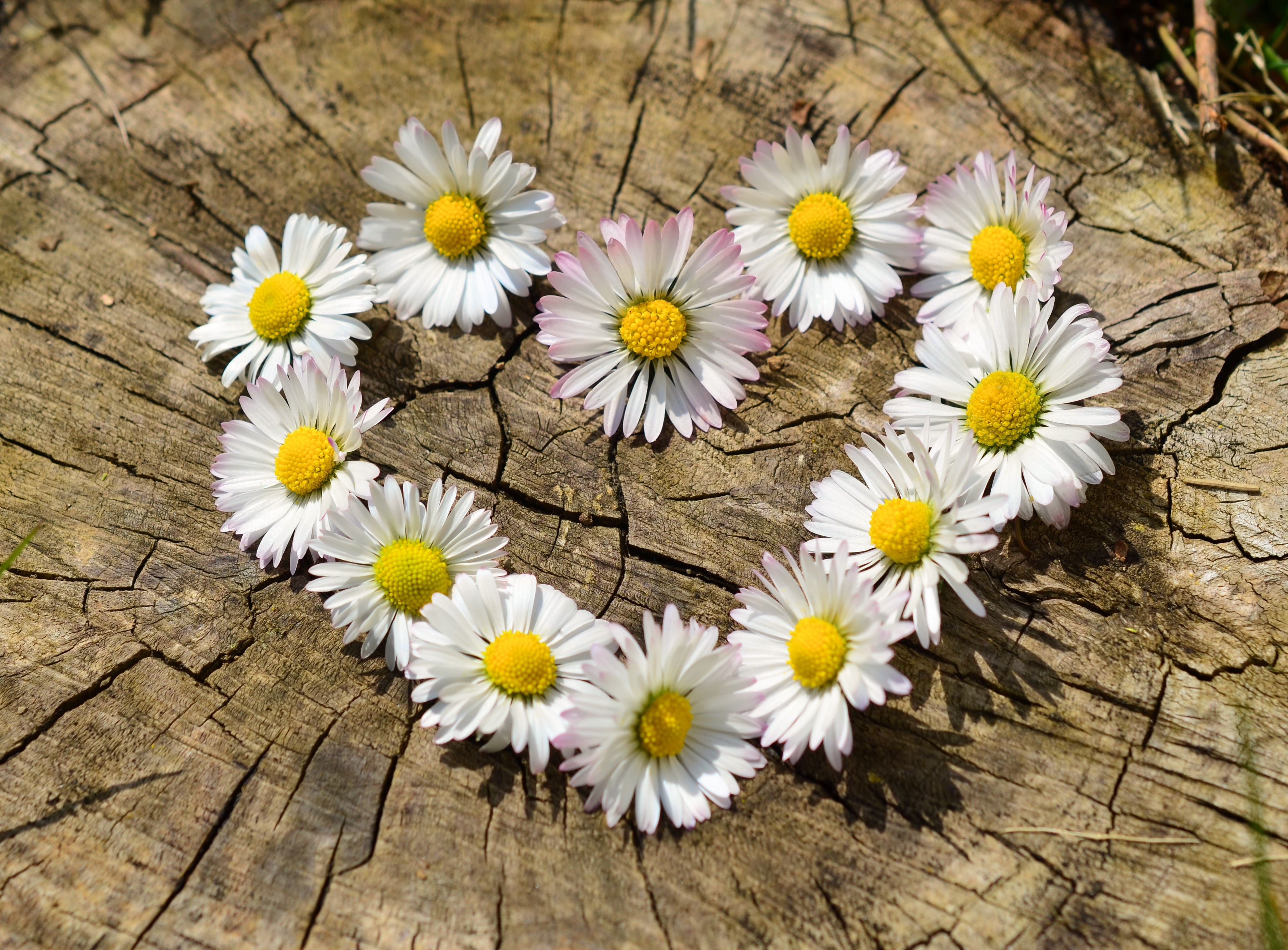 white and yellow daisies in the shape of a heart sitting on top of a tree stump